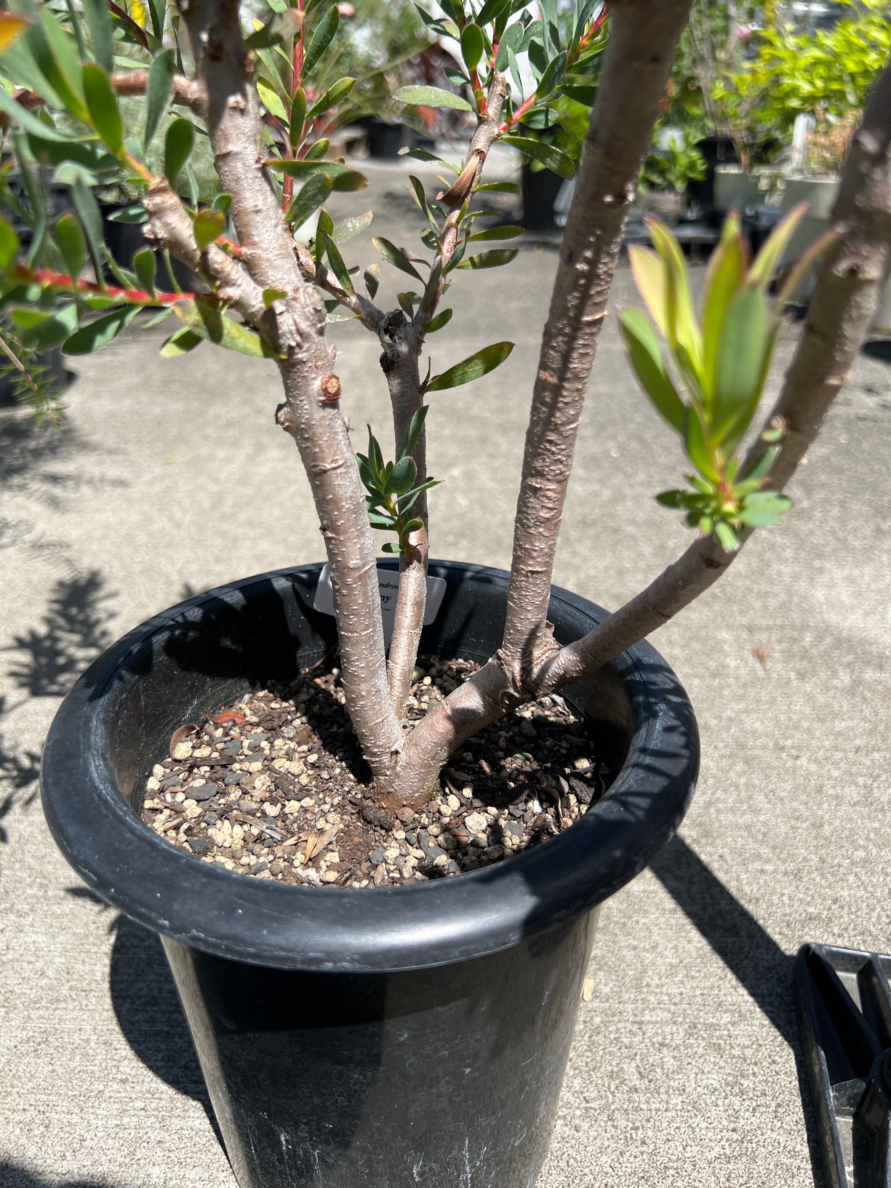 No.22013 リューカデンドロン エイミー 6号鉢 – 植物家族
