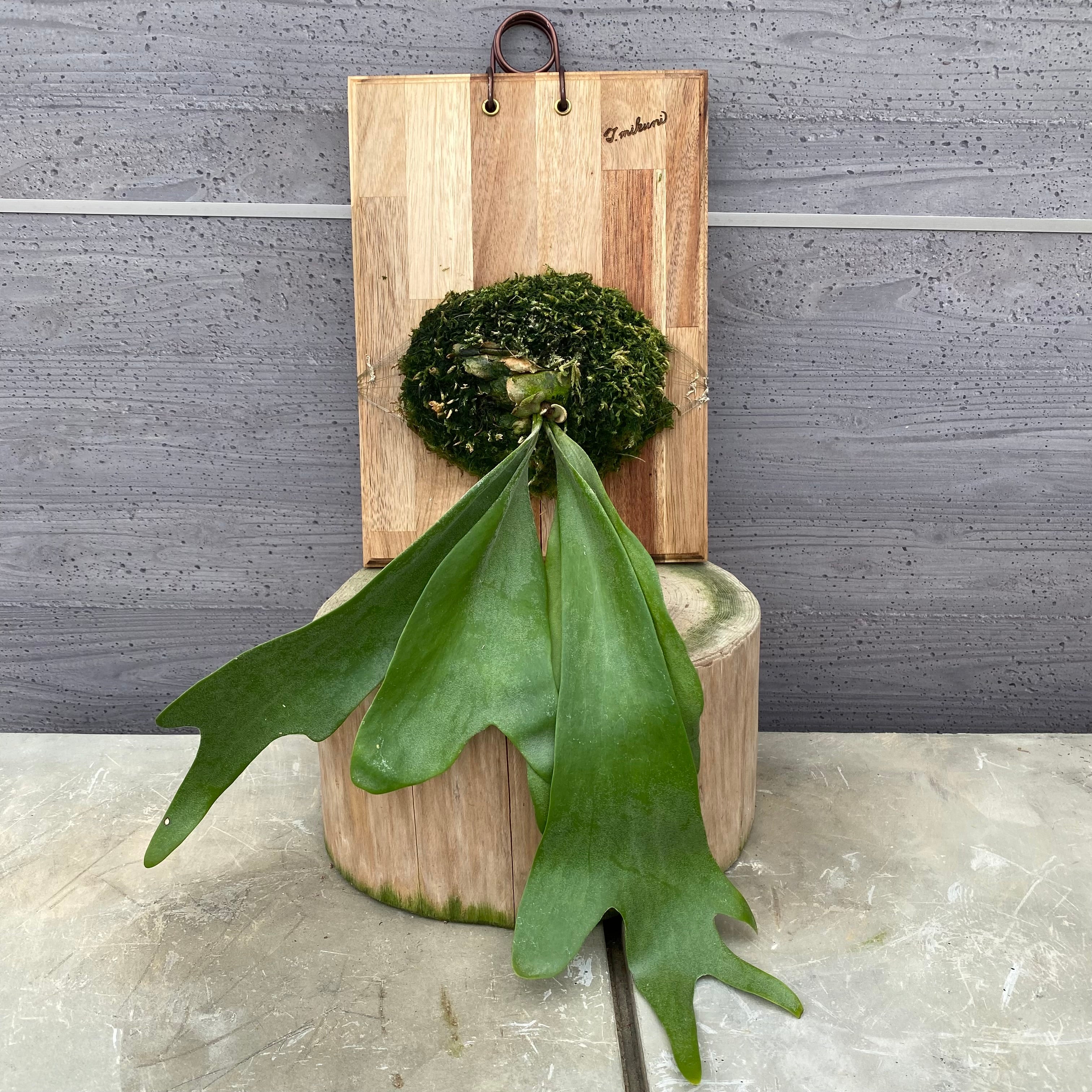 商品 – 植物家族