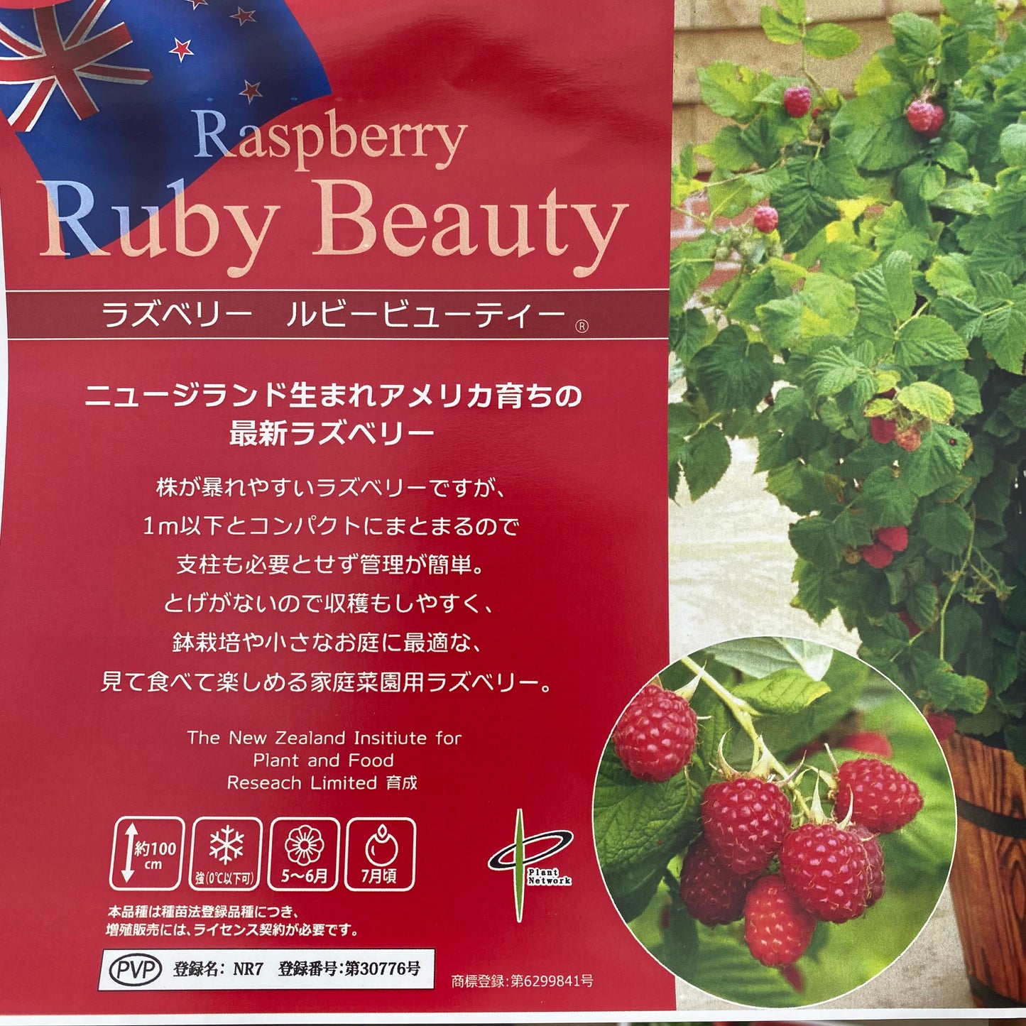 ラズベリー　ルビービューティー　4号苗ポット　★1本で結実します