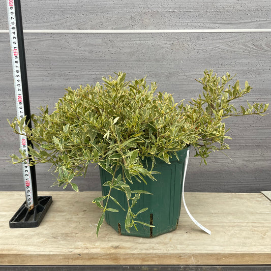 No.13003　姫クチナシ　斑入り　8号鉢