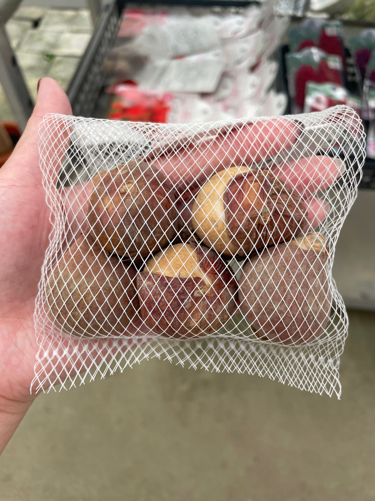 No.07001　チューリップ球根　一重咲き赤花　5球入り