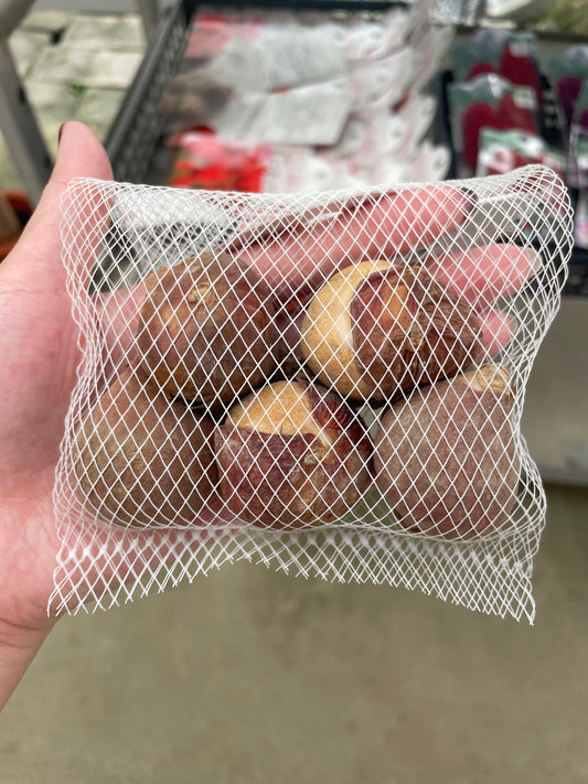 No.07001　チューリップ球根　一重咲き赤花　5球入り