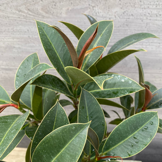 フィカス　メラニー　SMOKED PLANTER