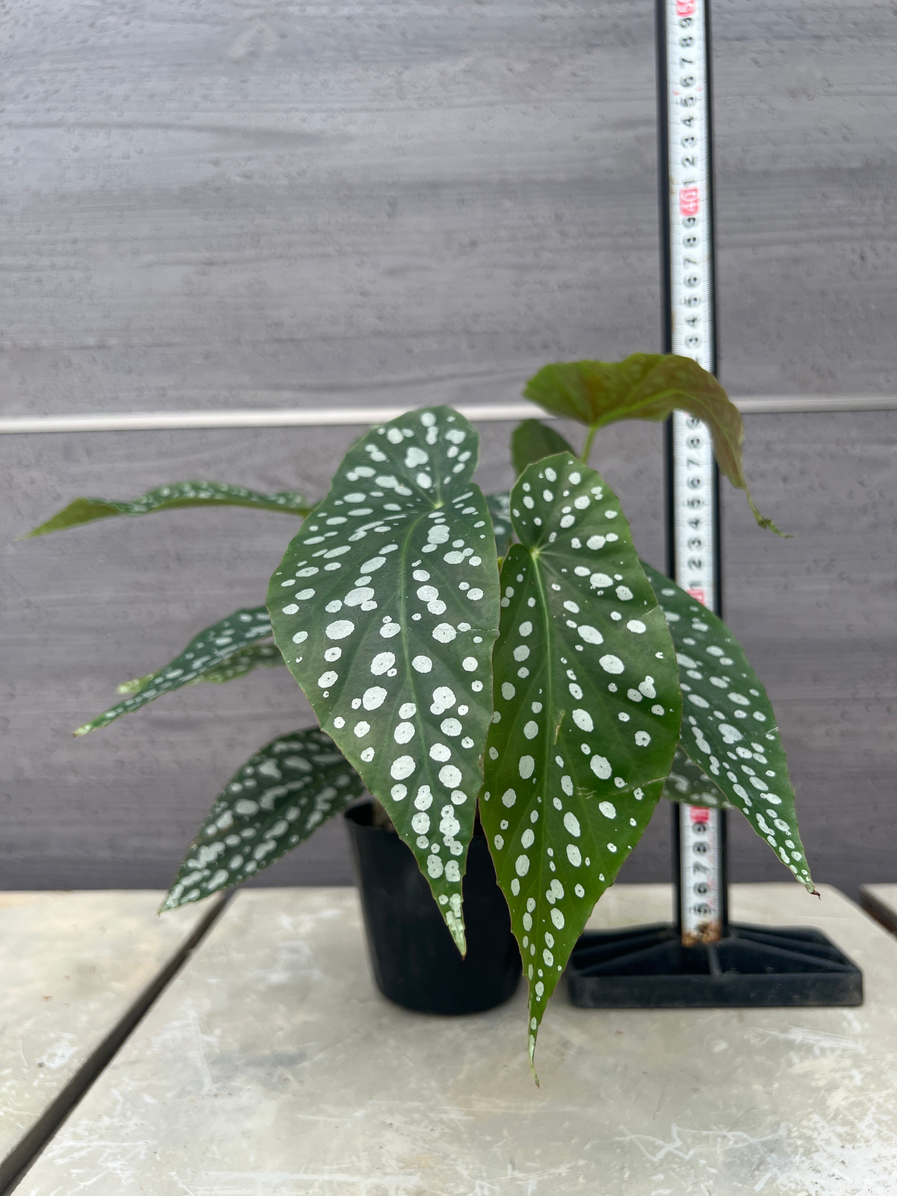 Pickup 全ての商品 – 植物家族
