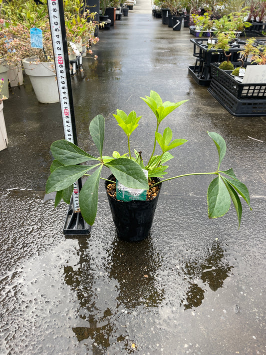 M25　クリスマスローズ　ホワイトフラッシュ　4.5号苗ポット