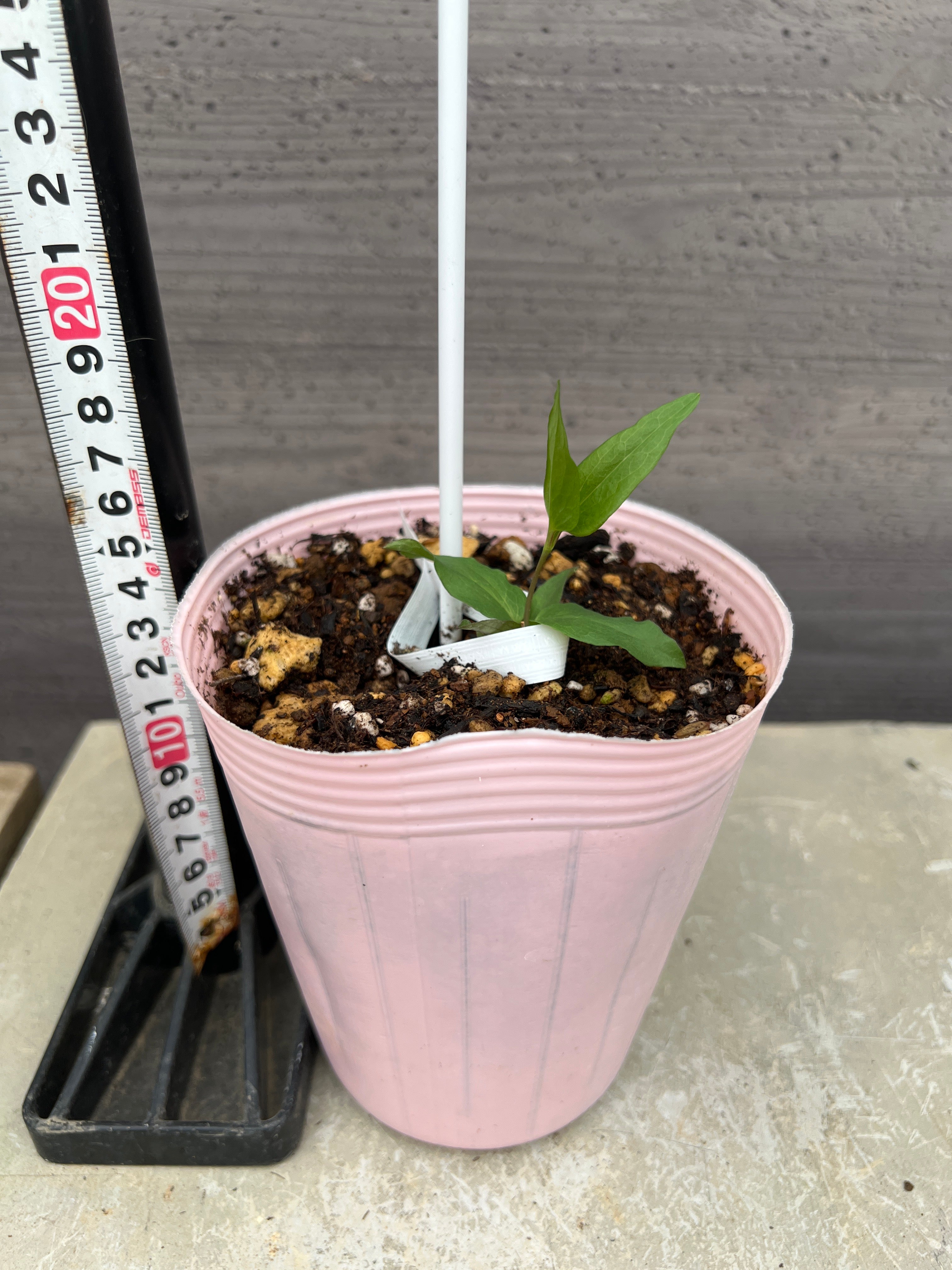 クレマチス　緑ゆかり クレマチス ヴィオルナ系 新枝咲き 緑（ゆかり） – 植物家族