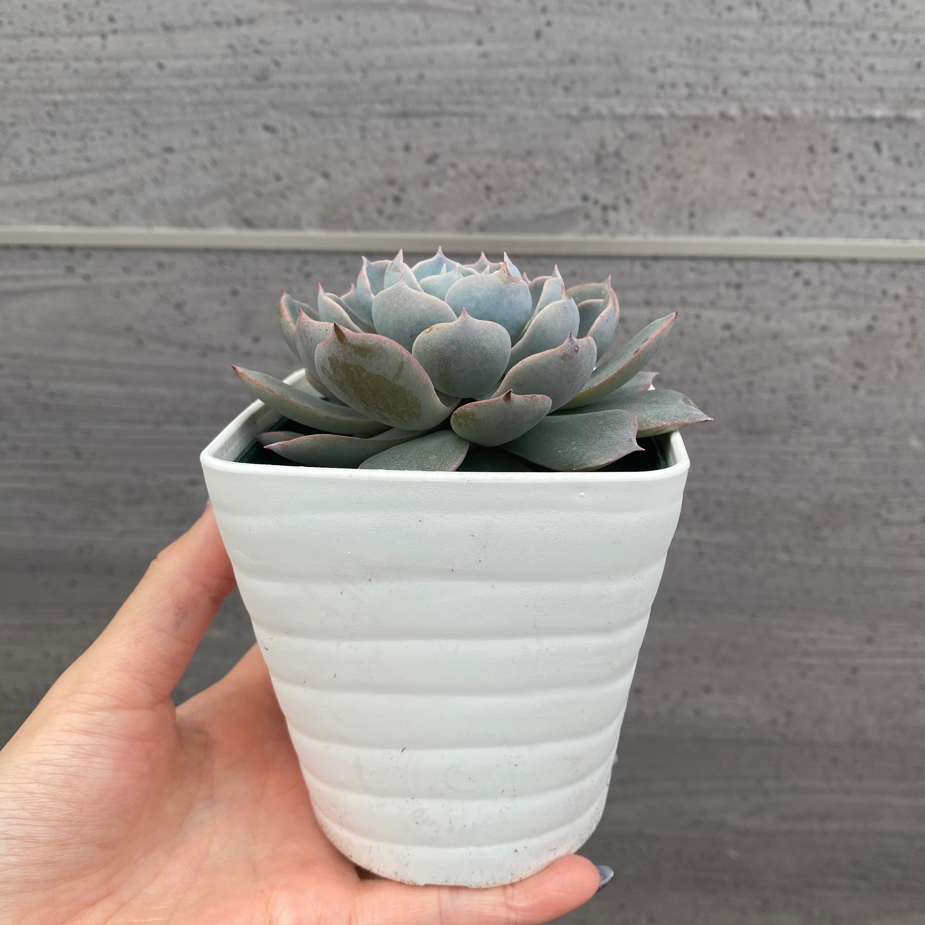 No.08001 多肉植物 5点セット – 植物家族