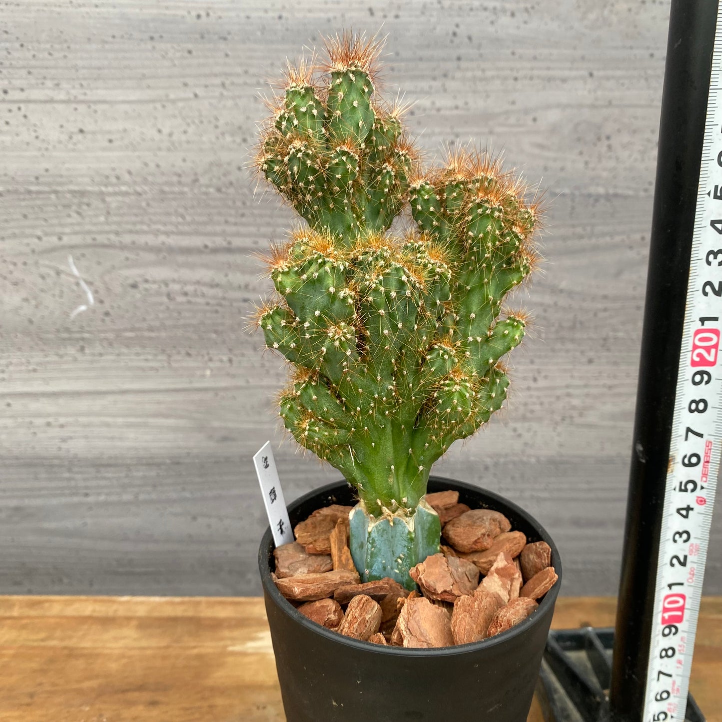 市場仕入れ即売会　No.25056　サボテン接ぎ木B　3号鉢