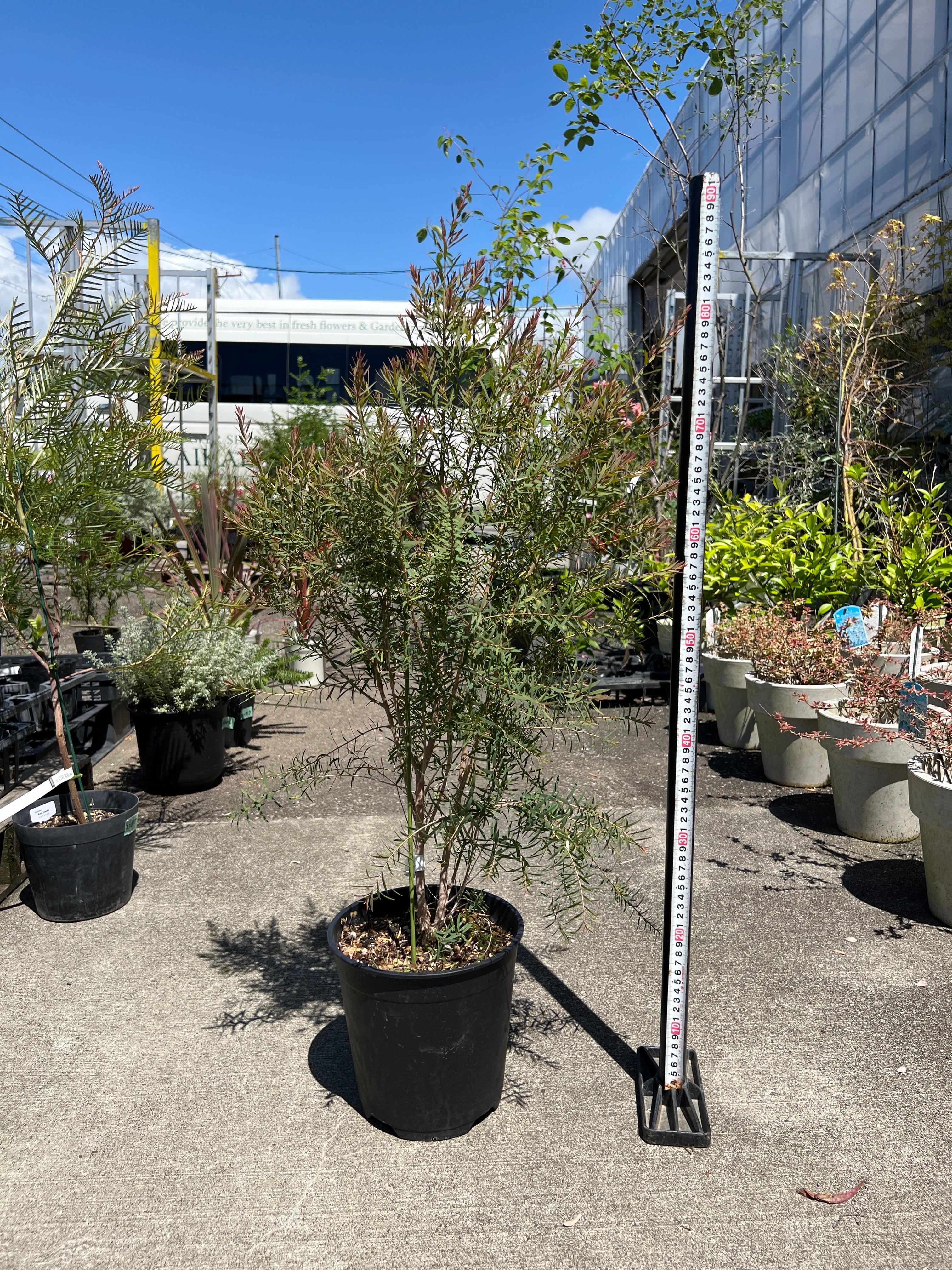 オージープランツ – 植物家族