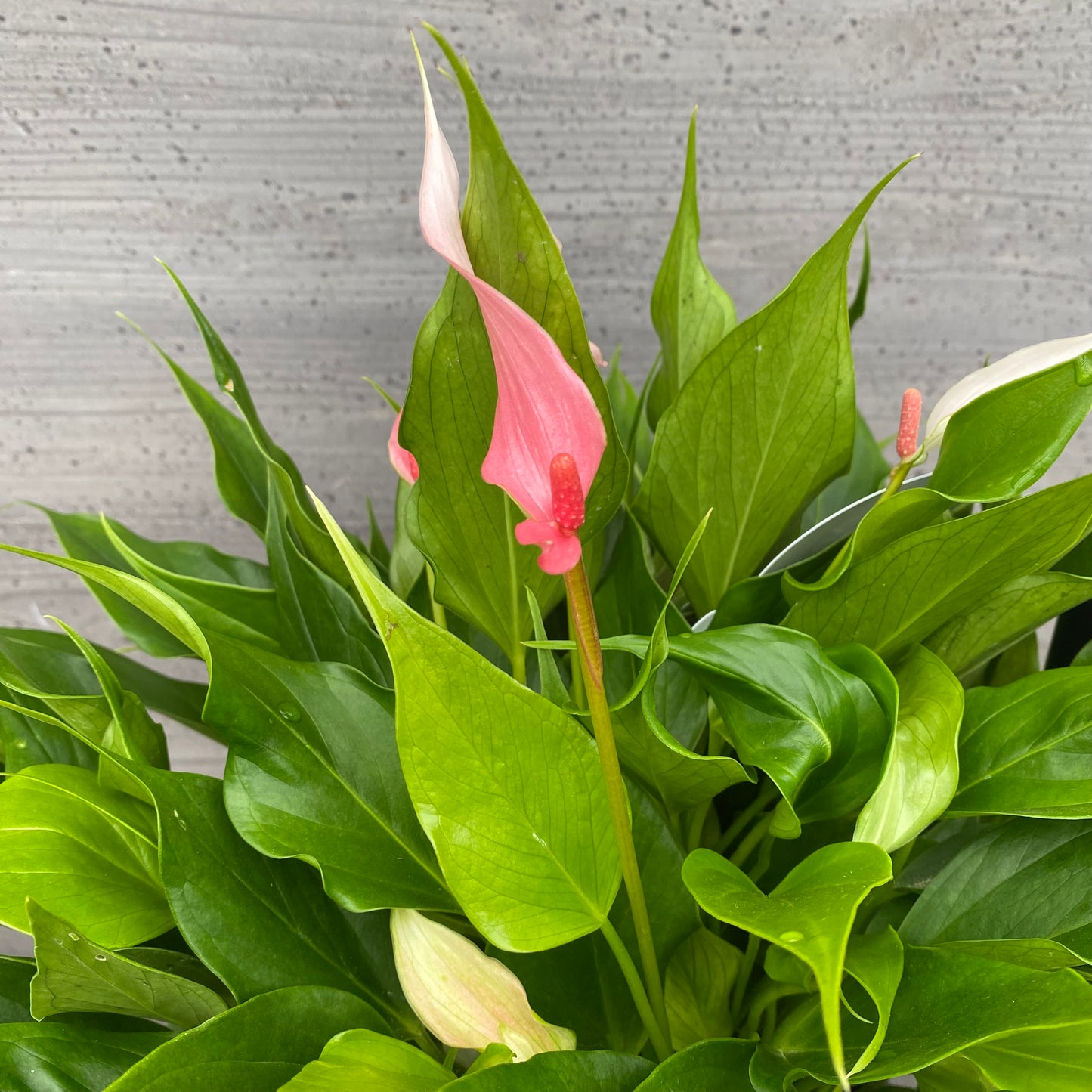 市場仕入れ即売会　No.25048　アンスリウム　リリー　7号底面給水鉢　黒