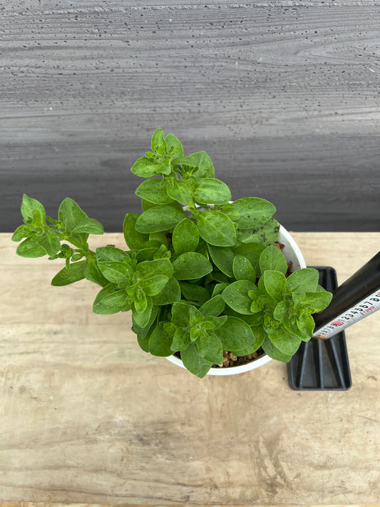 社長植栽★ペチュニア　メロンクリーム　5号白ポット