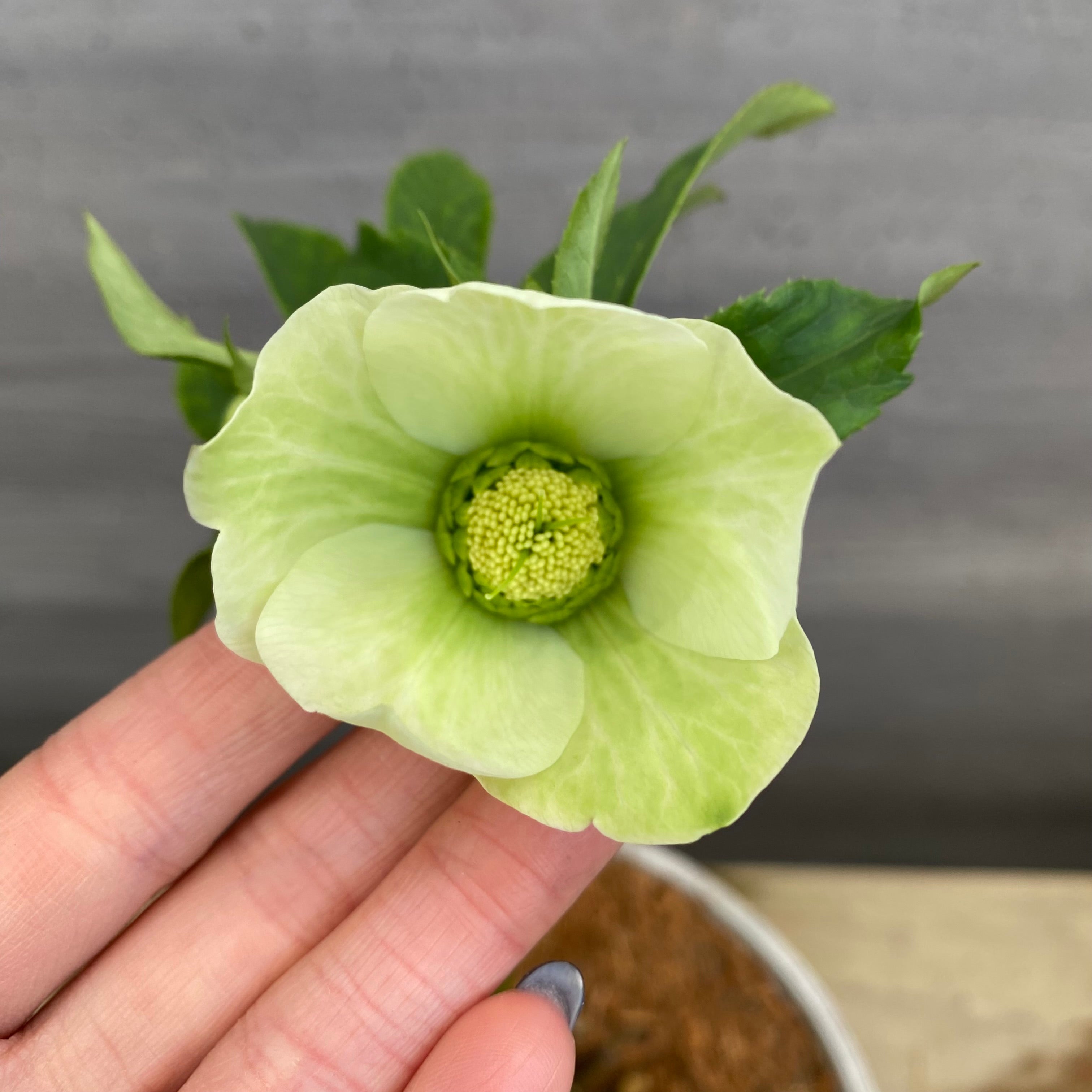 Pickup 全ての商品 – 植物家族