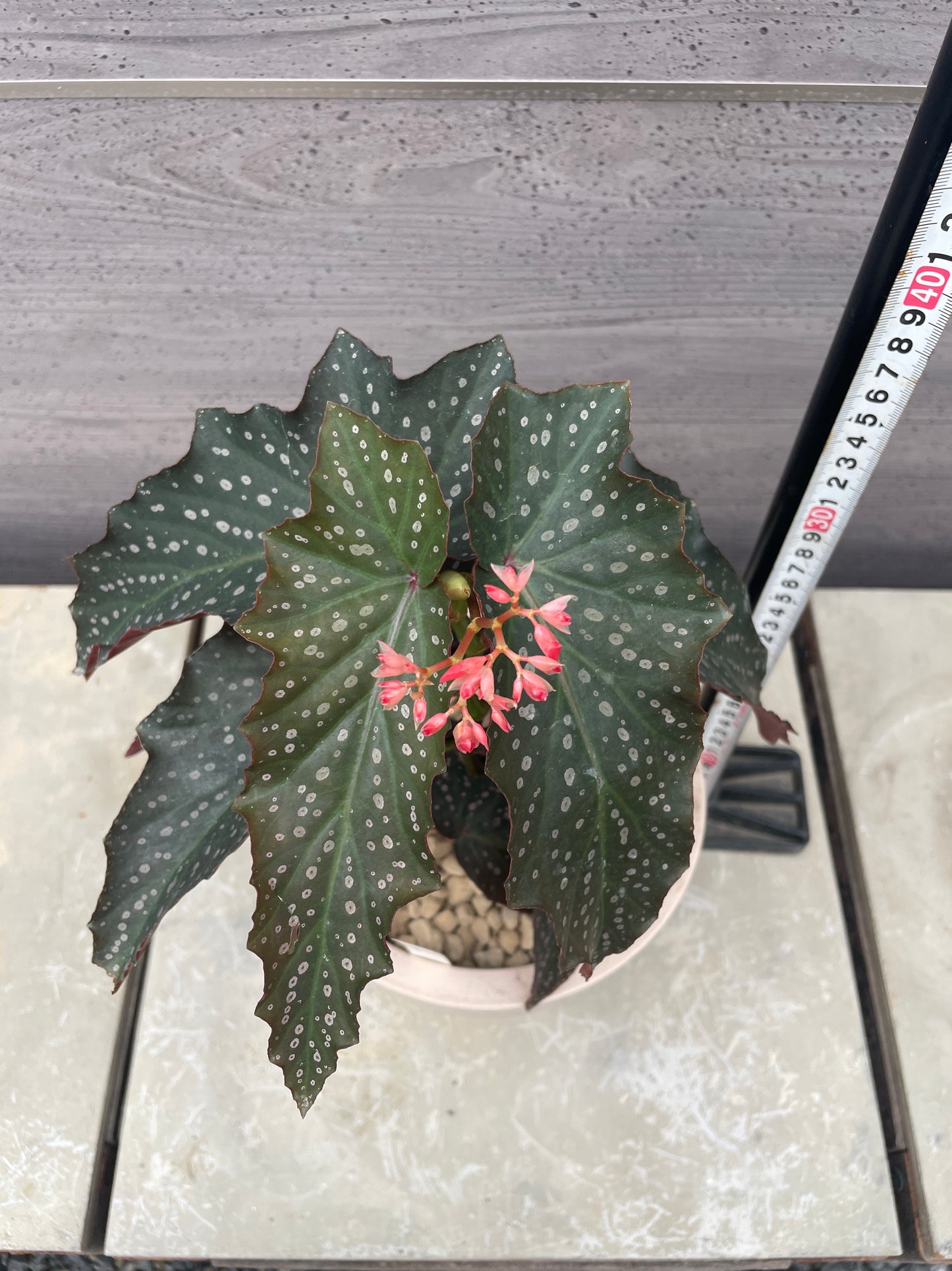 花郷園★木立性ベゴニア　Pink Freckles　6号ポット植替え済み