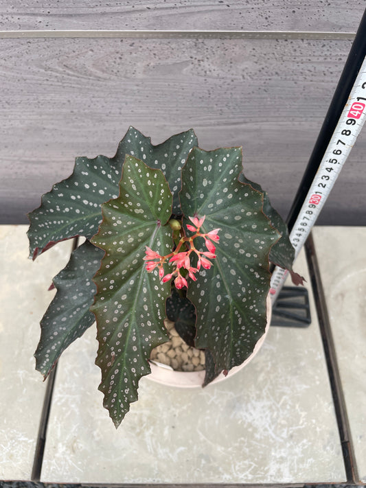 花郷園★木立性ベゴニア　Pink Freckles　6号ポット植替え済み