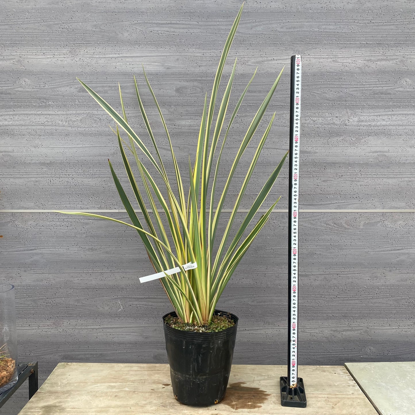 No.1302　ニューサイラン　斑入り　7号苗ポット