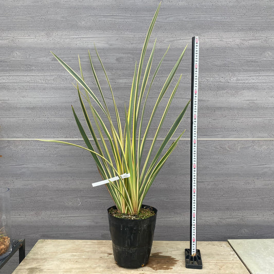 No.1302　ニューサイラン　斑入り　7号苗ポット