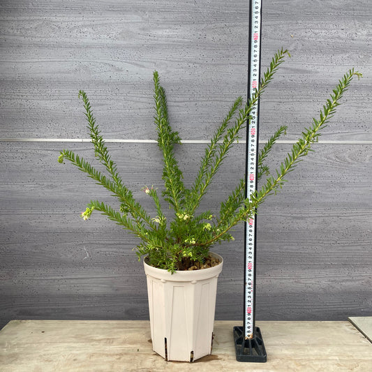 グレビレア ジュビリーG 6号スリット鉢/オリジナル色