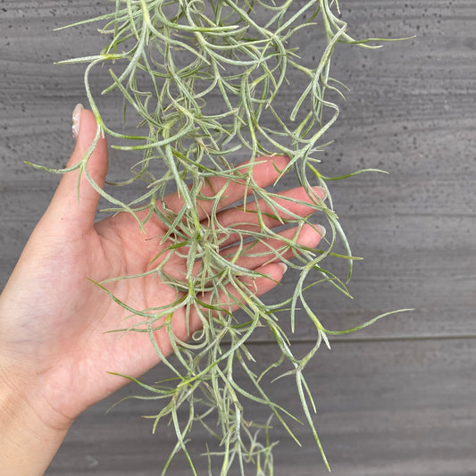 市場仕入れ即売会　No.25053　ティランジア　ウスネオイデス　太葉