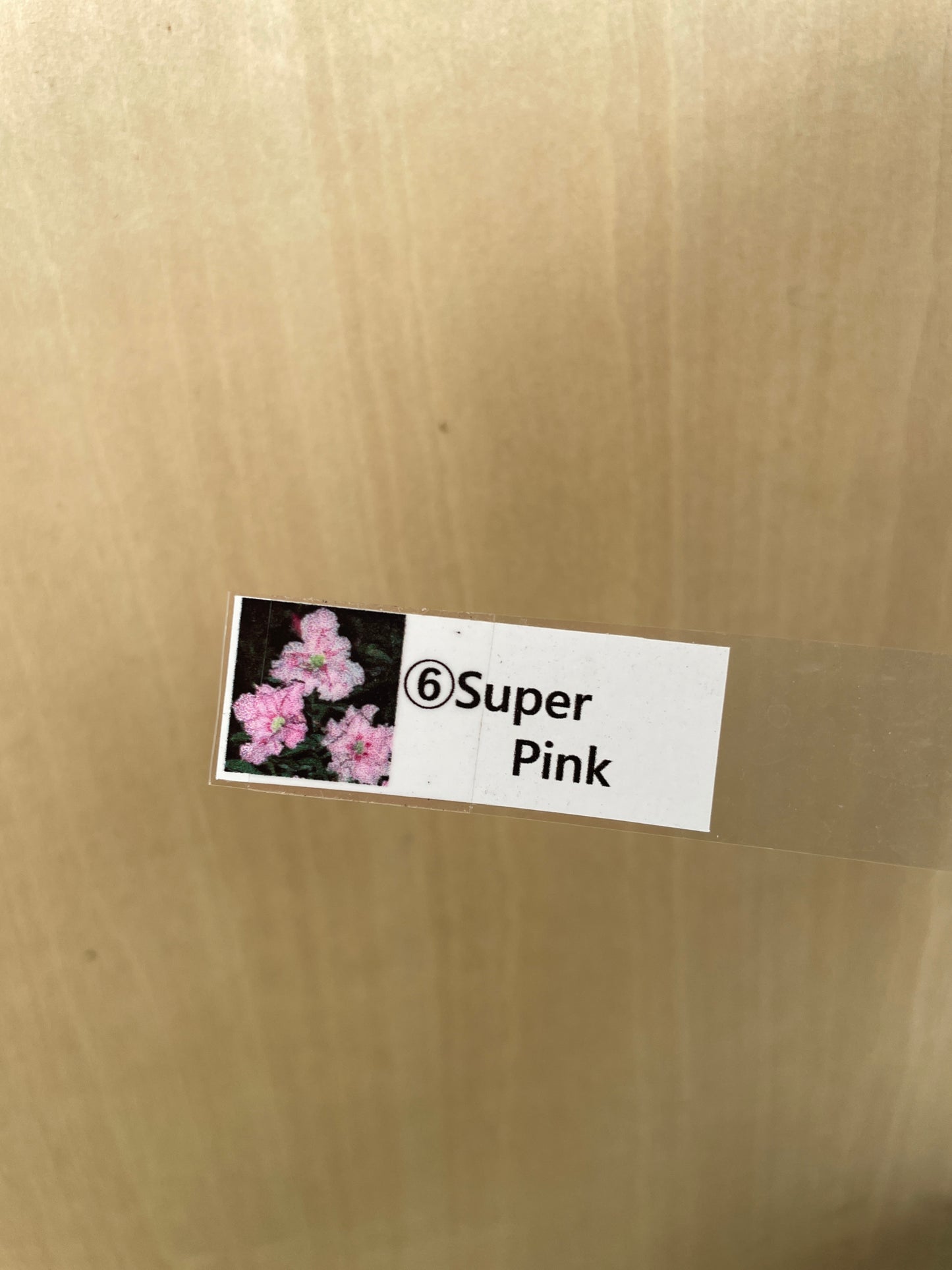 No.04050　アデニウム　Super Pink　4号鉢
