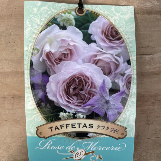 薔薇 タフタ 7号おすすめ白ポット