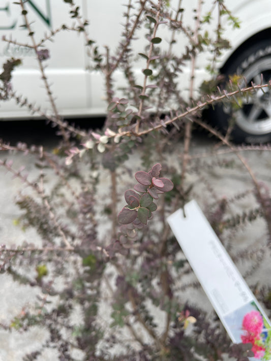 No.26023　メラレウカ　グラニティーハニーマータル　6号不織布ポット