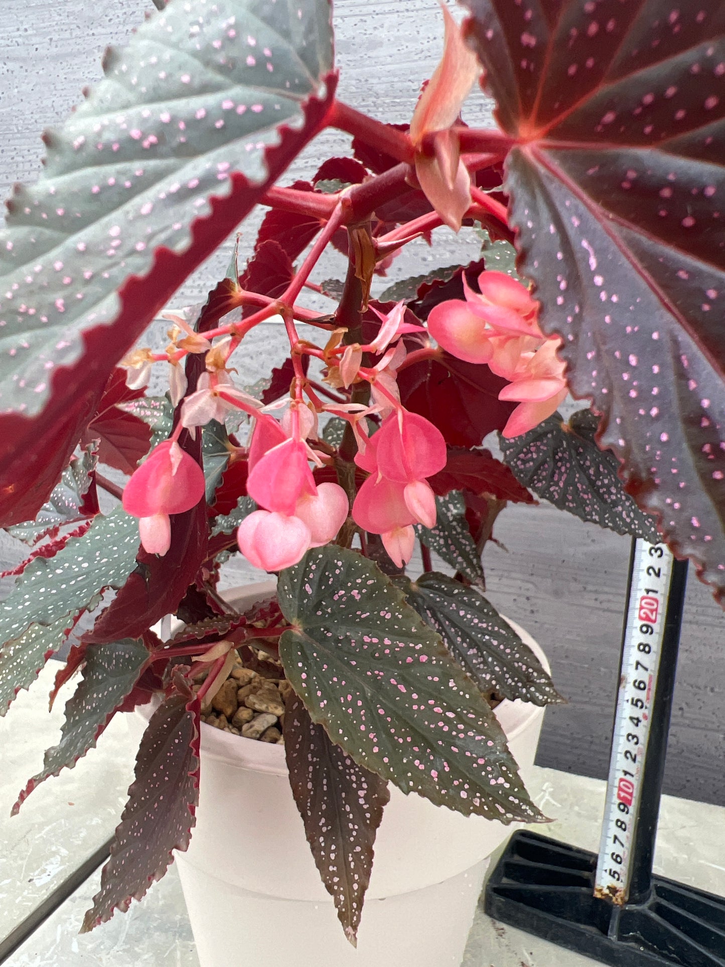 花郷園★木立性ベゴニア　Benigo　6号ポット植替え済み
