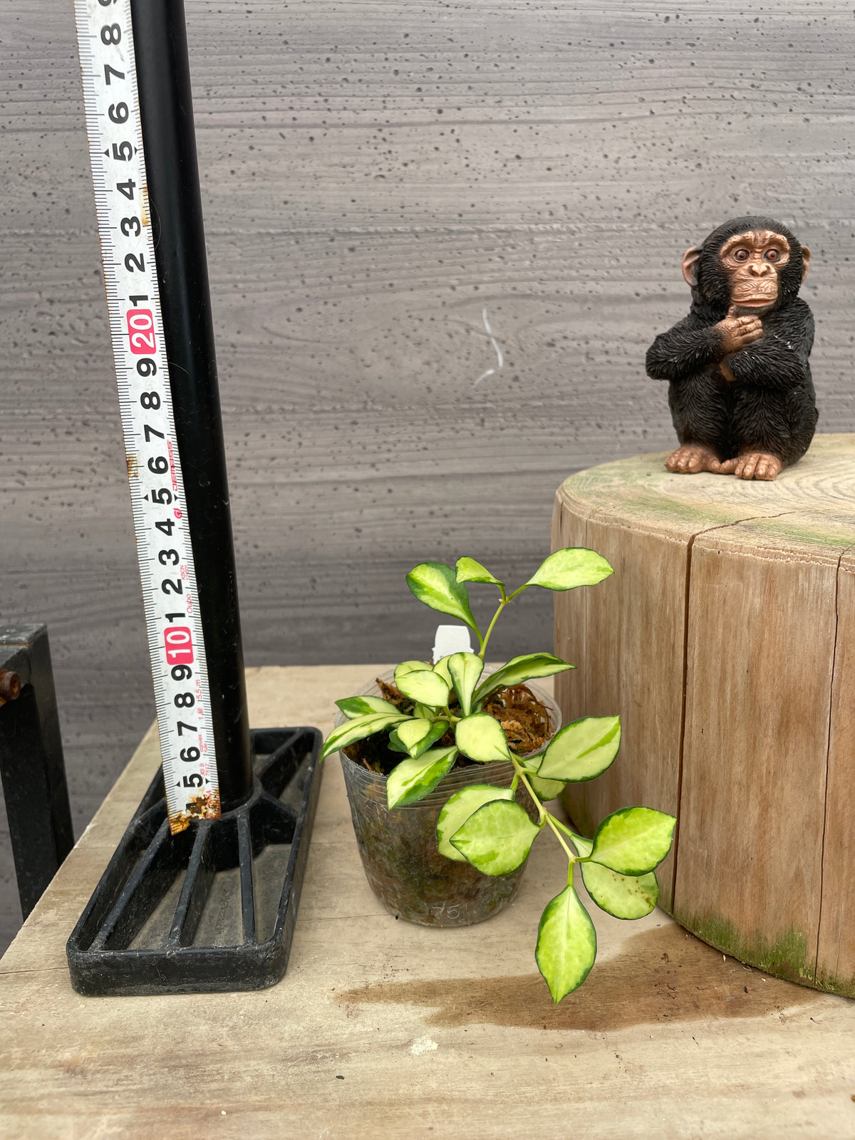 No.30051　ホヤ　ヘウスケリアナ斑入り　2.5号苗ポット