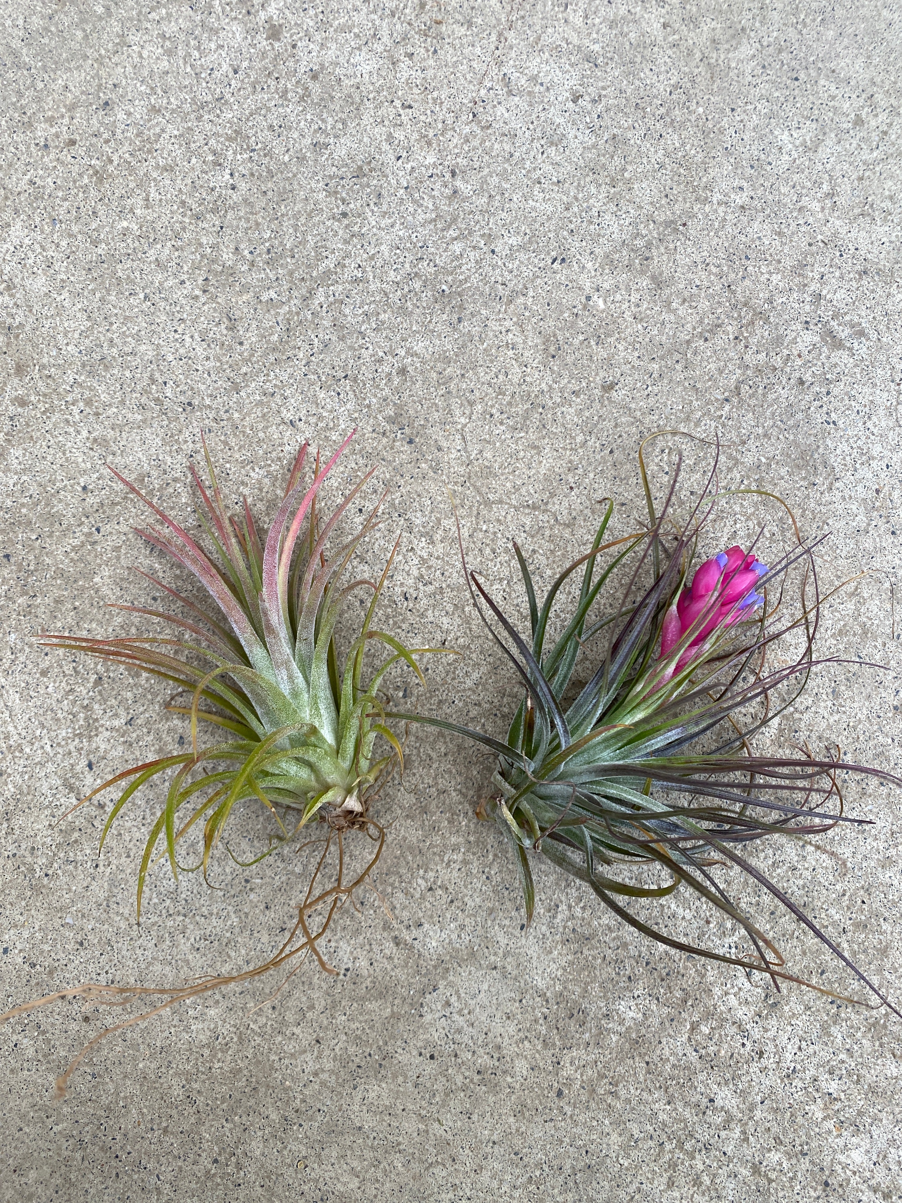 植物 – 植物家族