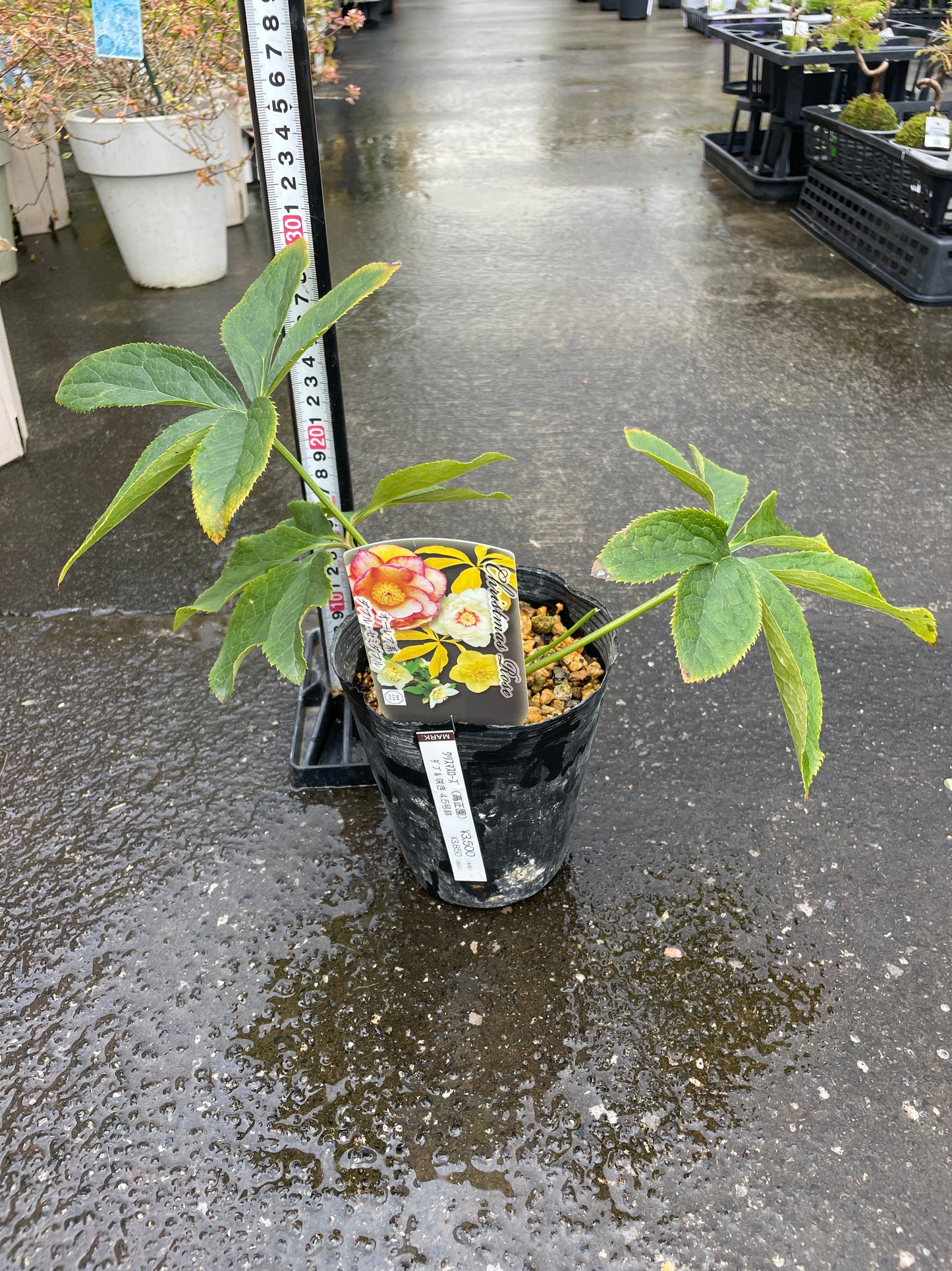 M40　クリスマスローズ　オーレア系　ダブル・セミダブル　4.5号苗ポット