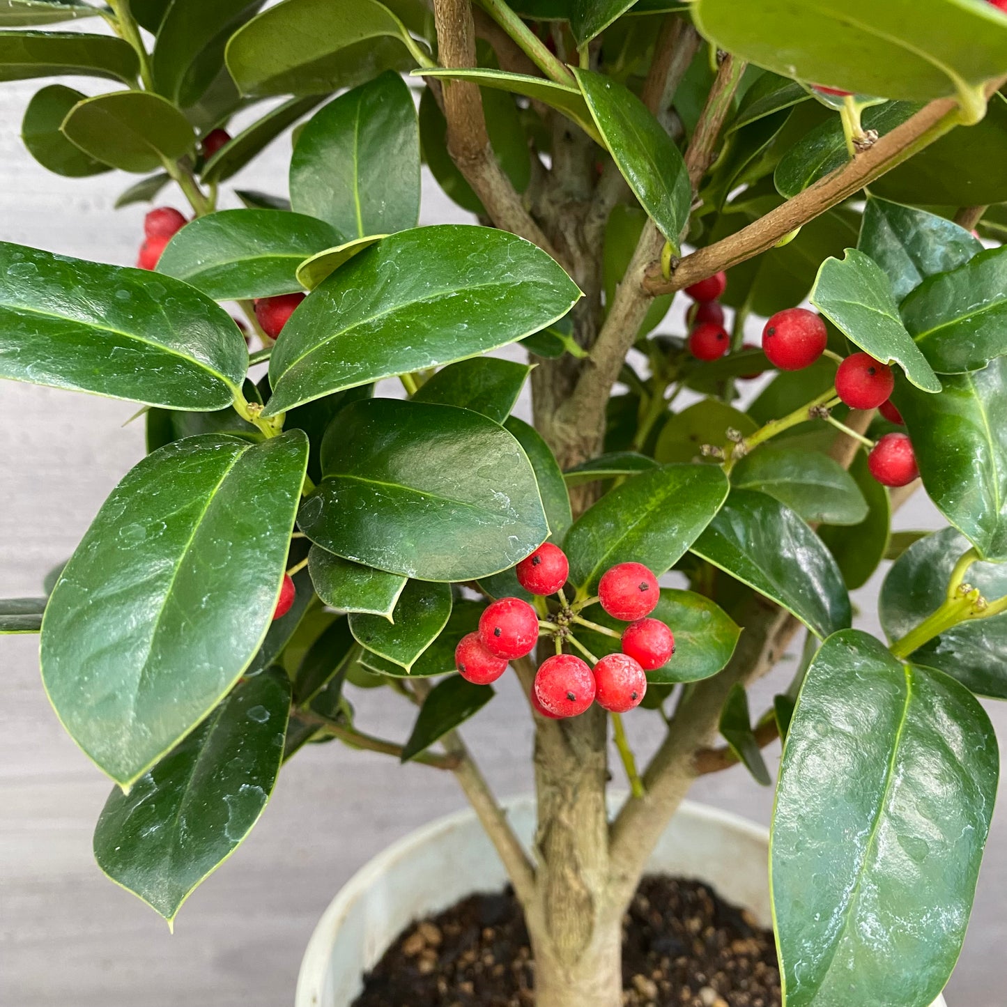 市場仕入れ即売会　No.25086　クリスマスホーリー　5号鉢