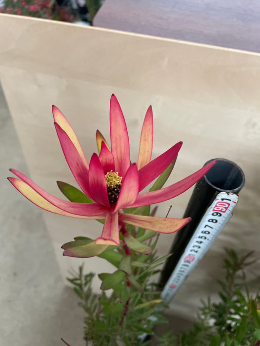 No.25007　リュウカデンドロン　サファリマジック　7号鉢