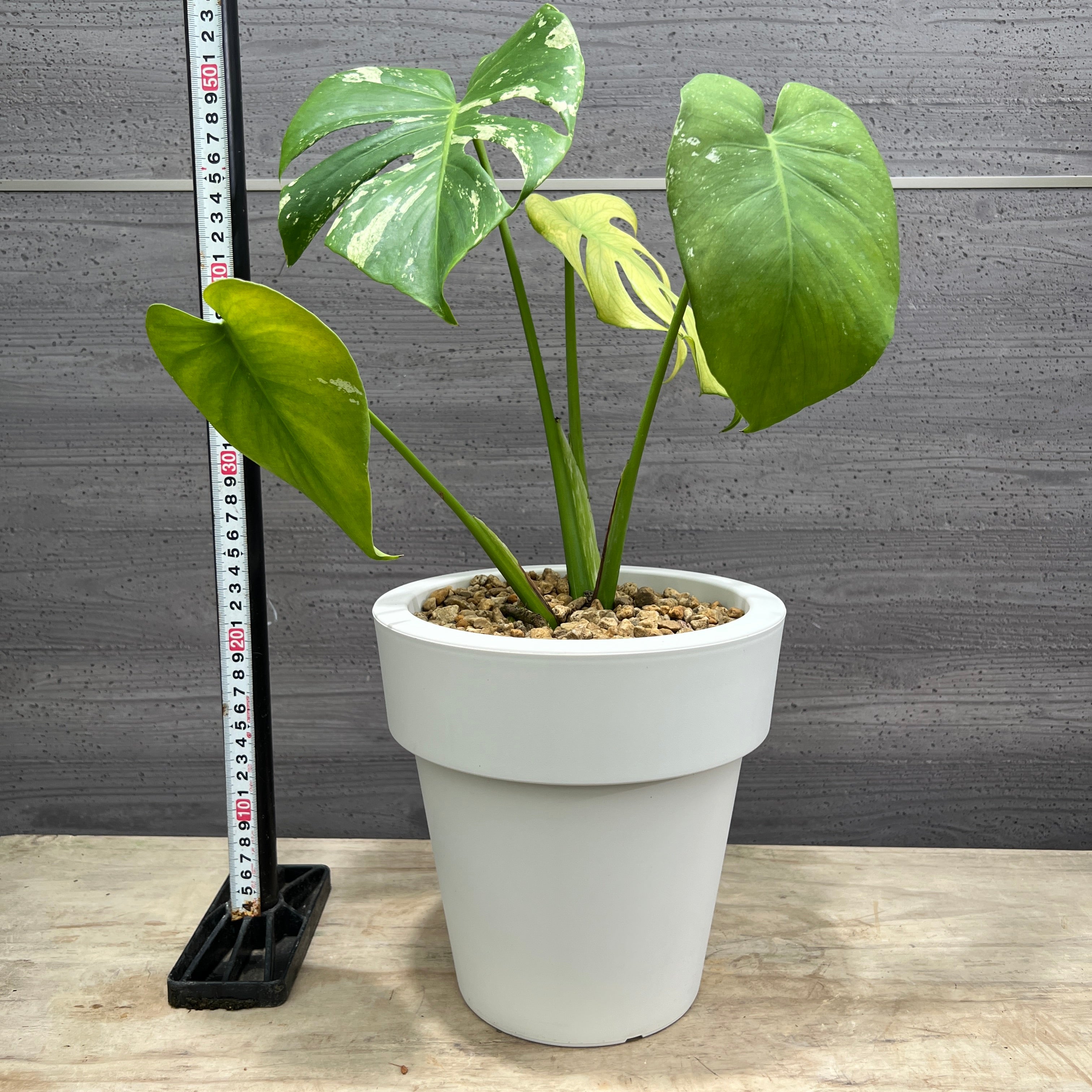 〇ポットごと♡ホワイトモンスター♡モンステラ♡希少♡観葉植物 モンステラ ホワイトモンスター 販売中！ #モンステラ #ホワイト