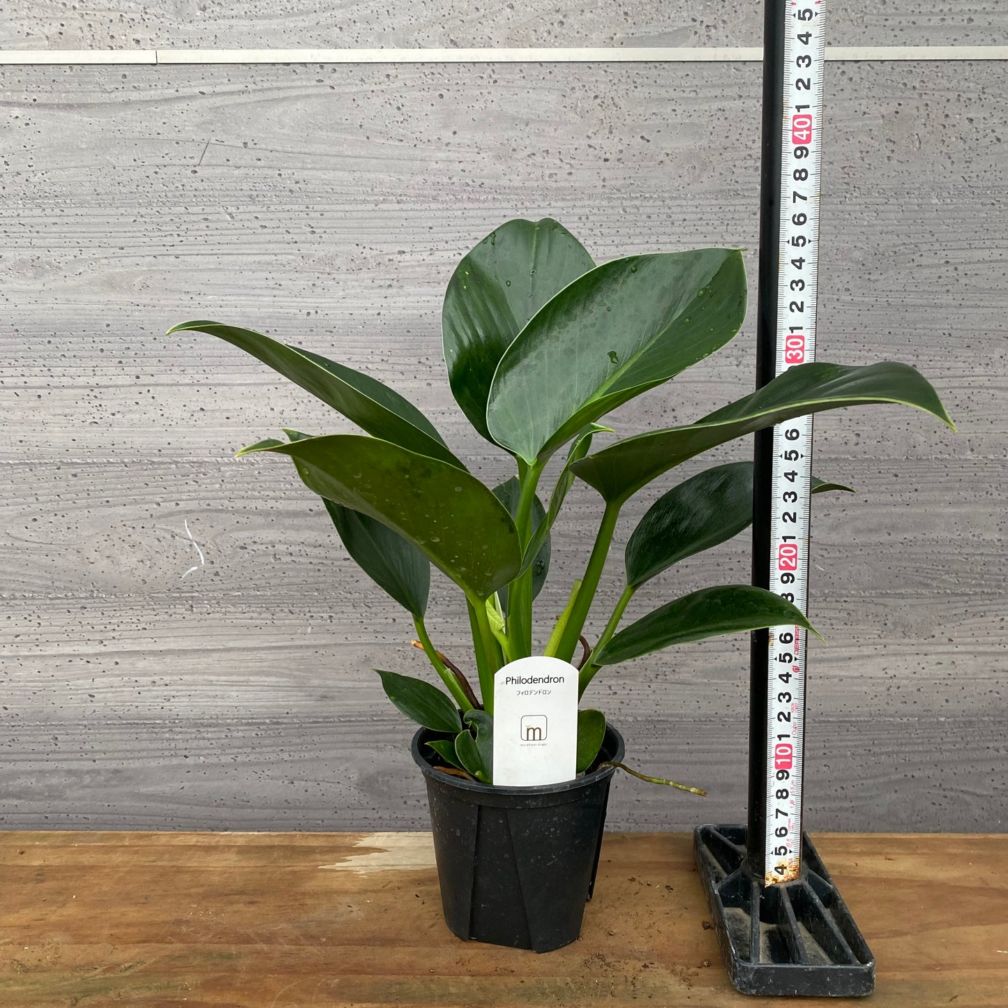 市場仕入れ即売会　No.25033　フィロデンドロン　ミリオン　3.5号鉢