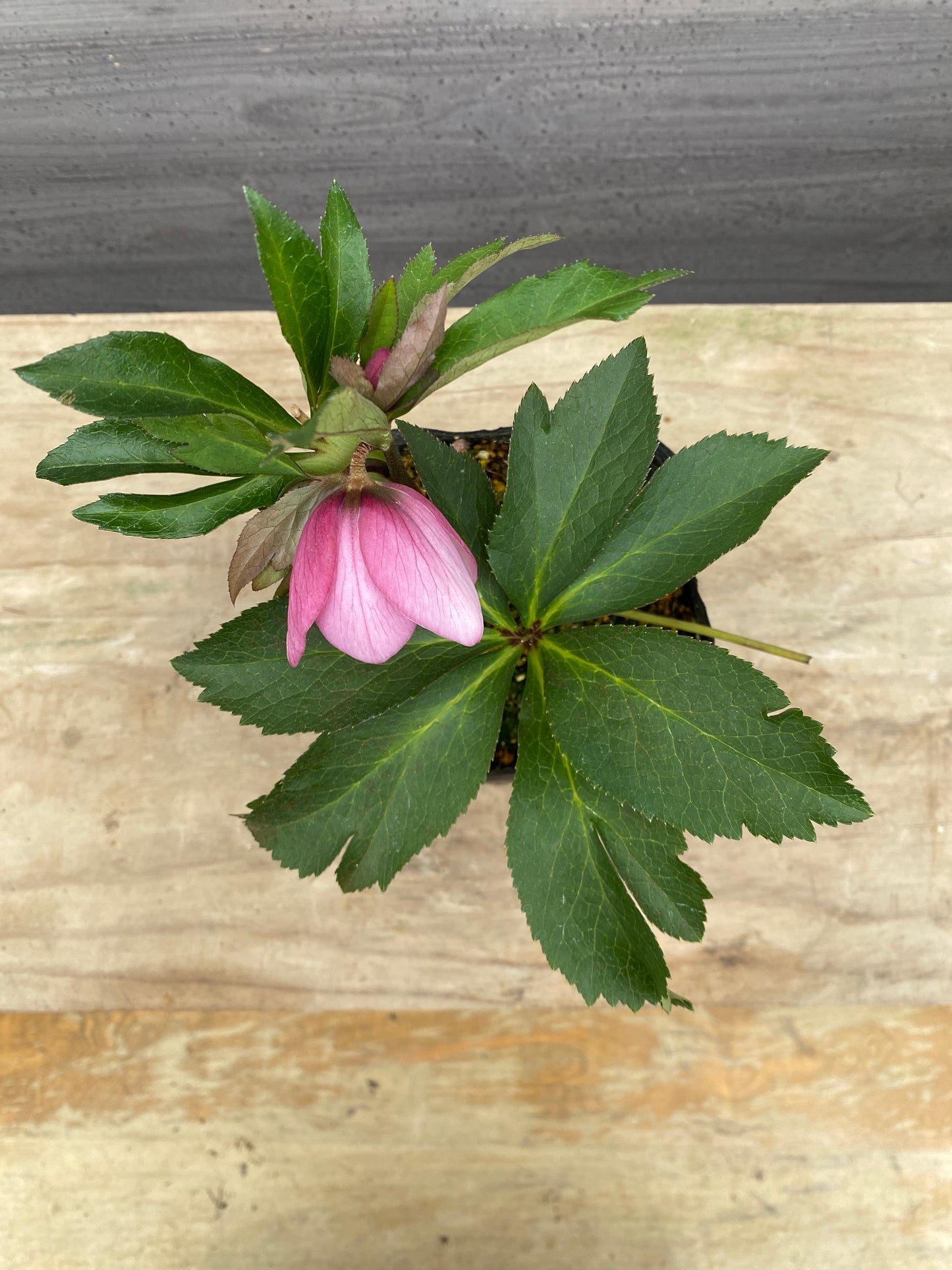 No.05076　横山園芸★クリスマスローズ　シングル咲き　5号苗ポット