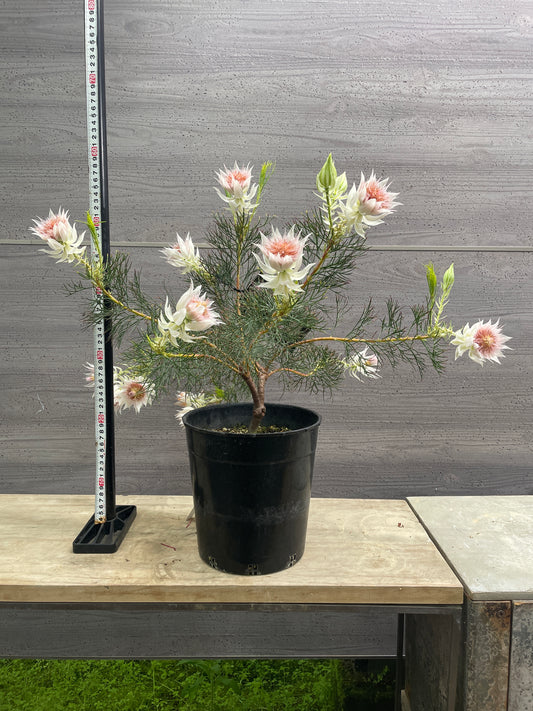 No.10007　セルリア　フロリダ　スパーブブラッシュ　7号鉢