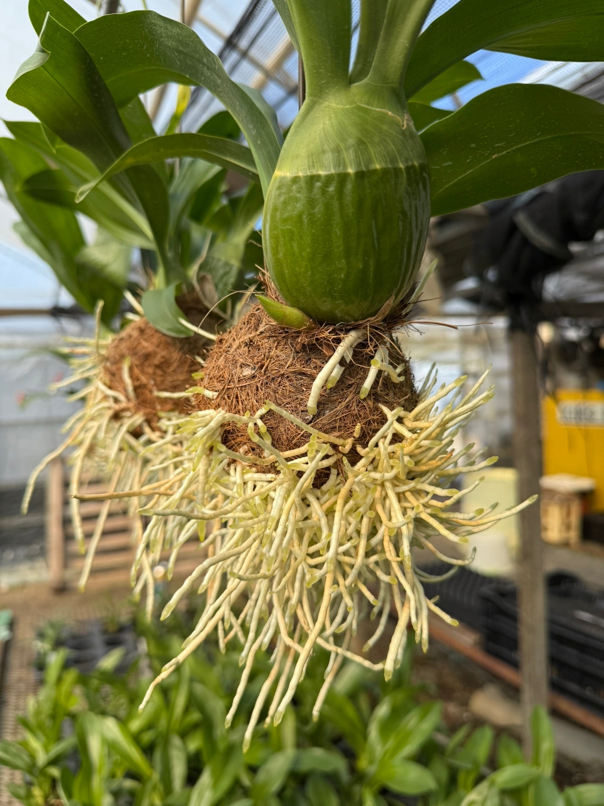 Pickup 全ての商品 – 植物家族