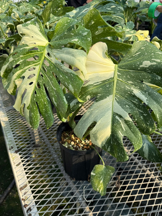 モンステラ　タイコンステレーション　6号鉢