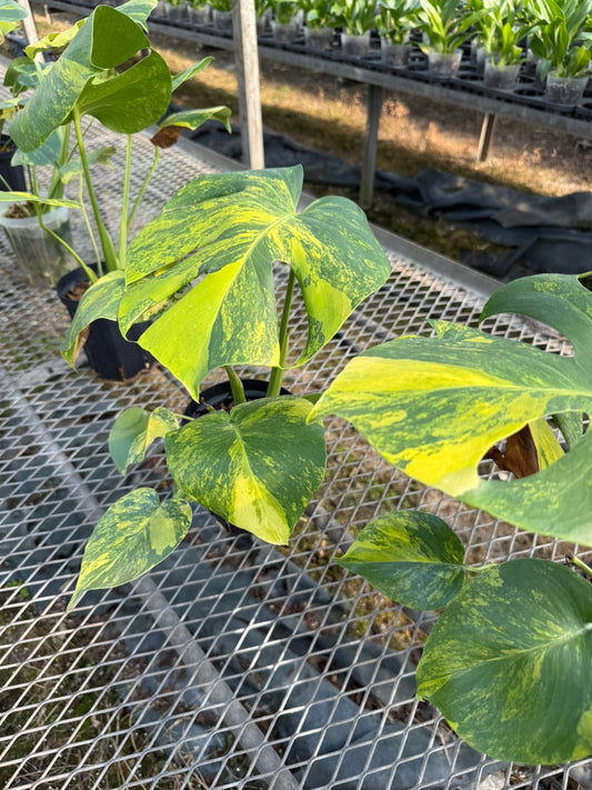 モンステラ　イエローマリリン　4号鉢