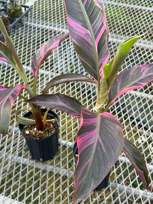 バナナ　ムサノノ　ピンク斑入り