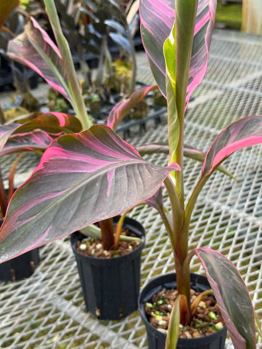 バナナ　ムサノノ　ピンク斑入り