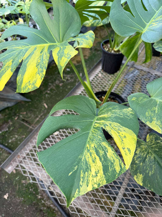 モンステラ　イエローマリリン　6号鉢