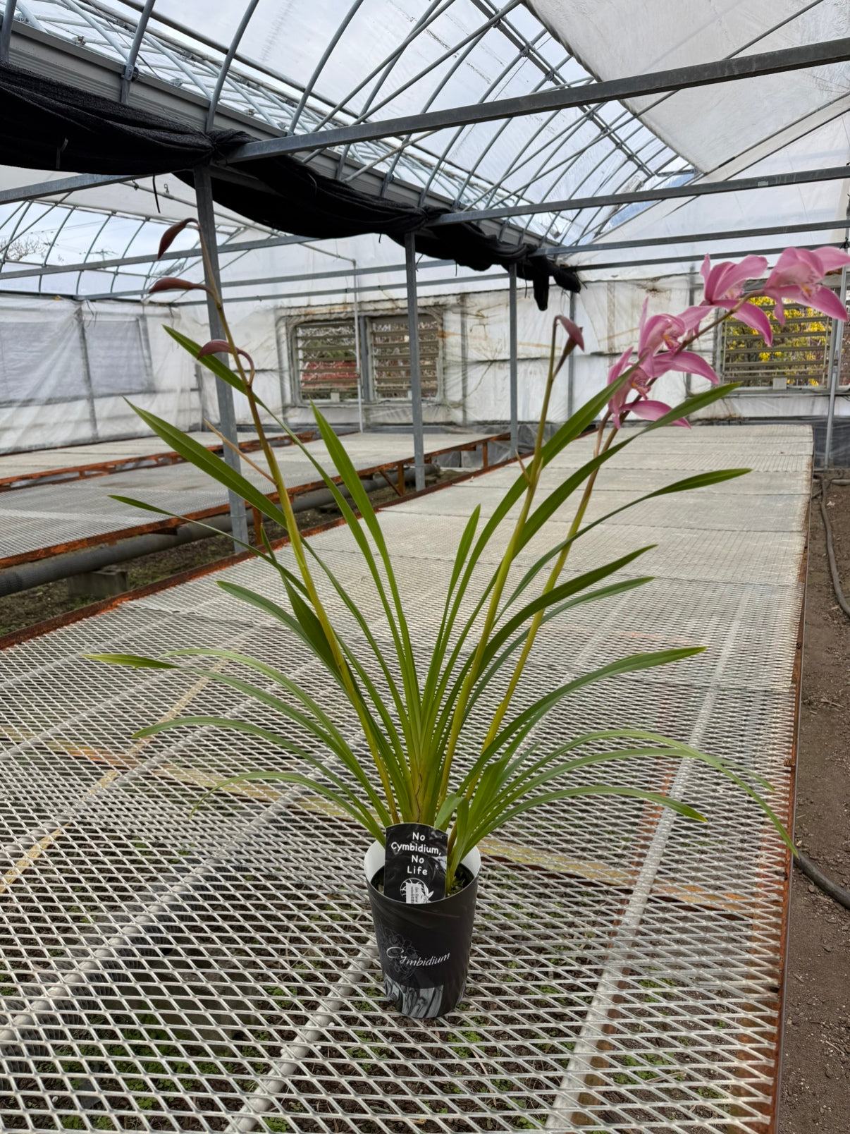 石田蘭園★シンビジウム　美咲