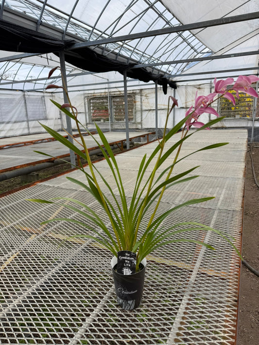 石田蘭園★シンビジウム　美咲