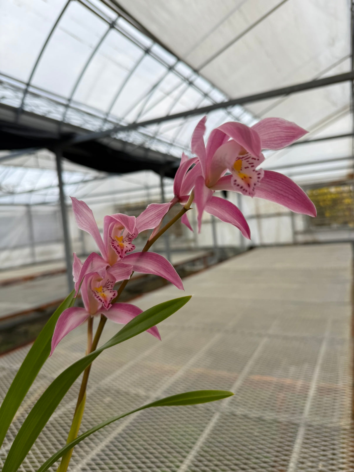 No.12003　石田蘭園★シンビジウム　美咲