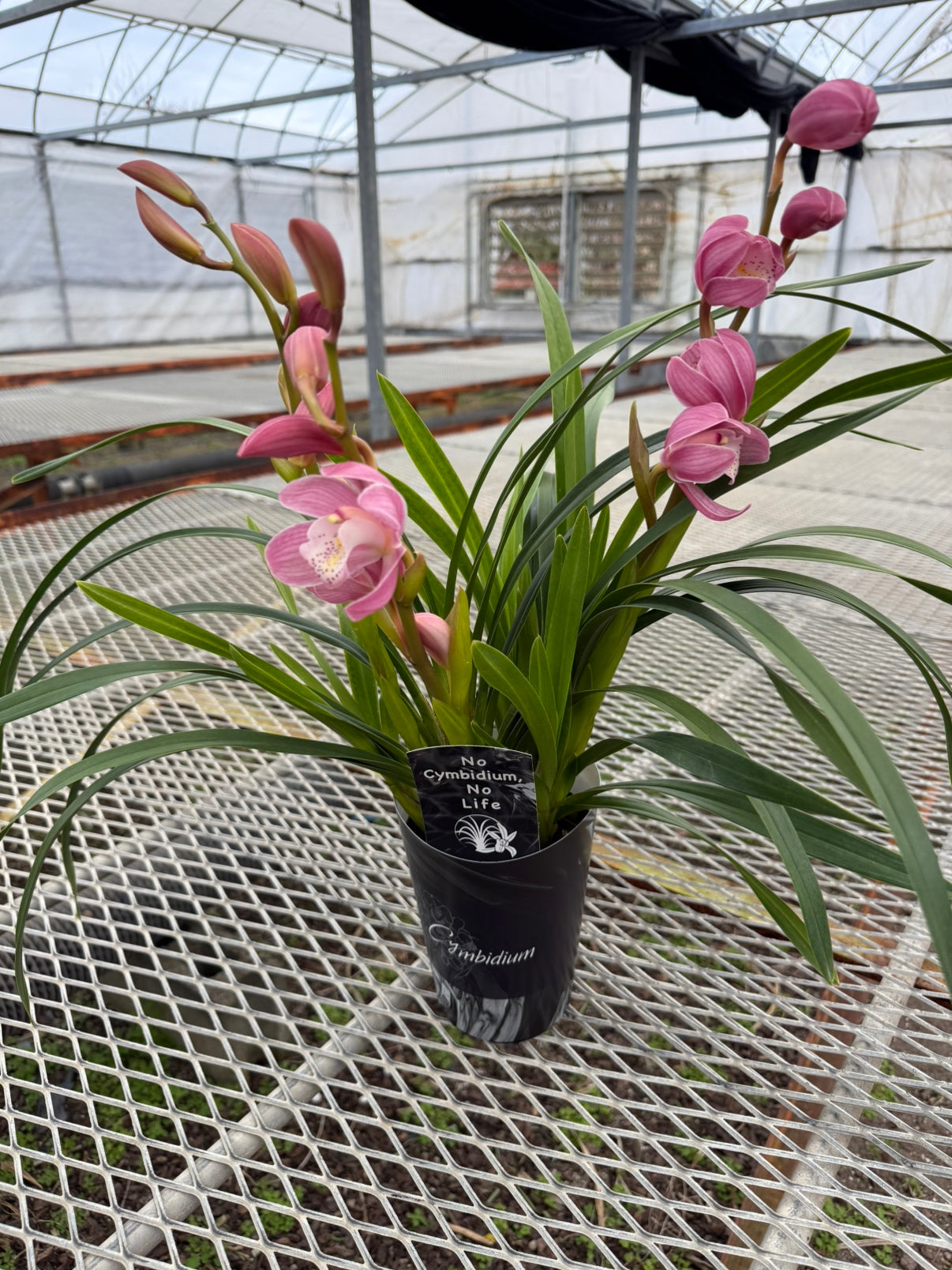 石田蘭園★シンビジウム　はんなり