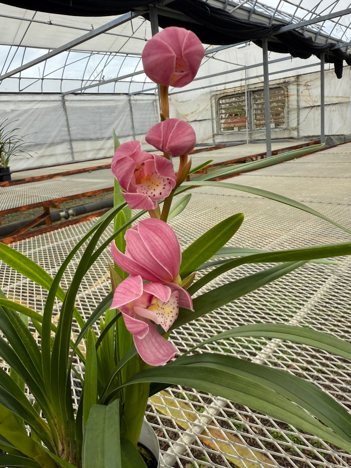 石田蘭園★シンビジウム　はんなり