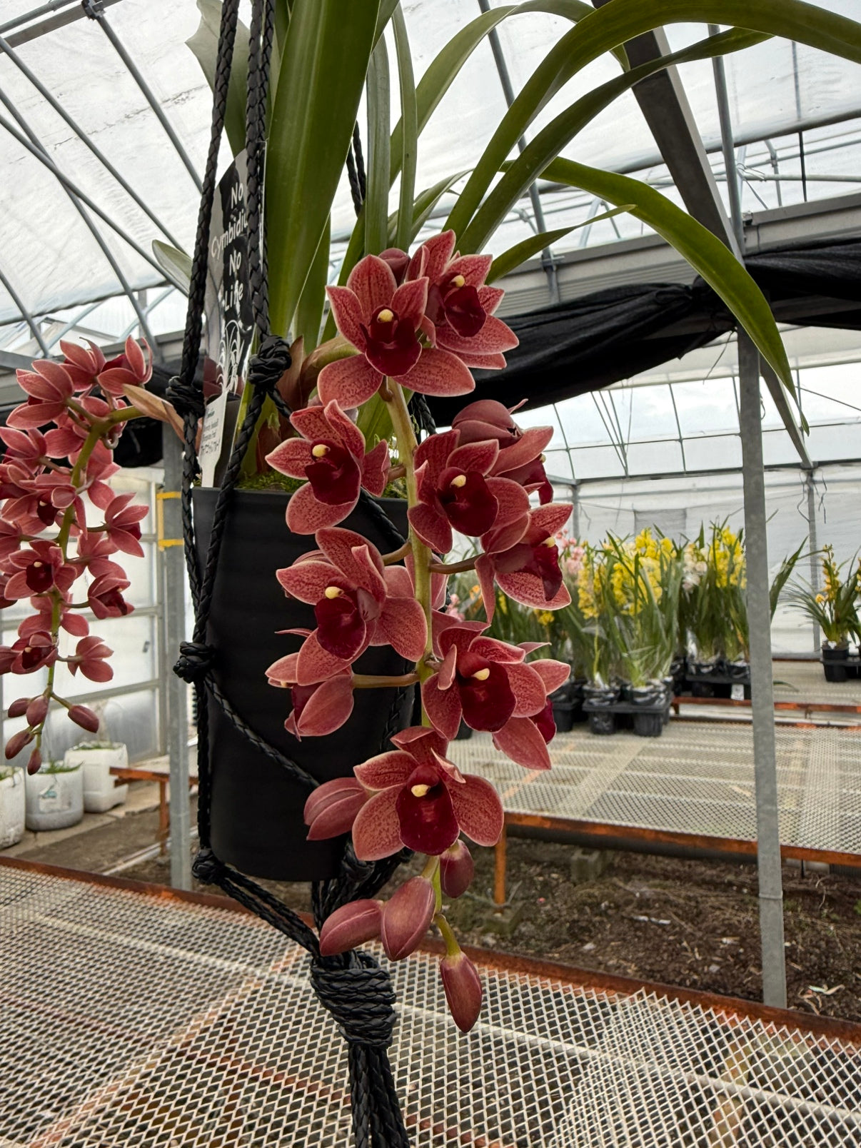 Pickup 全ての商品 – 植物家族