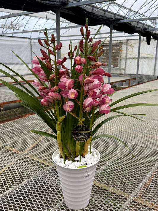 公文蘭園★シンビジウム マリア