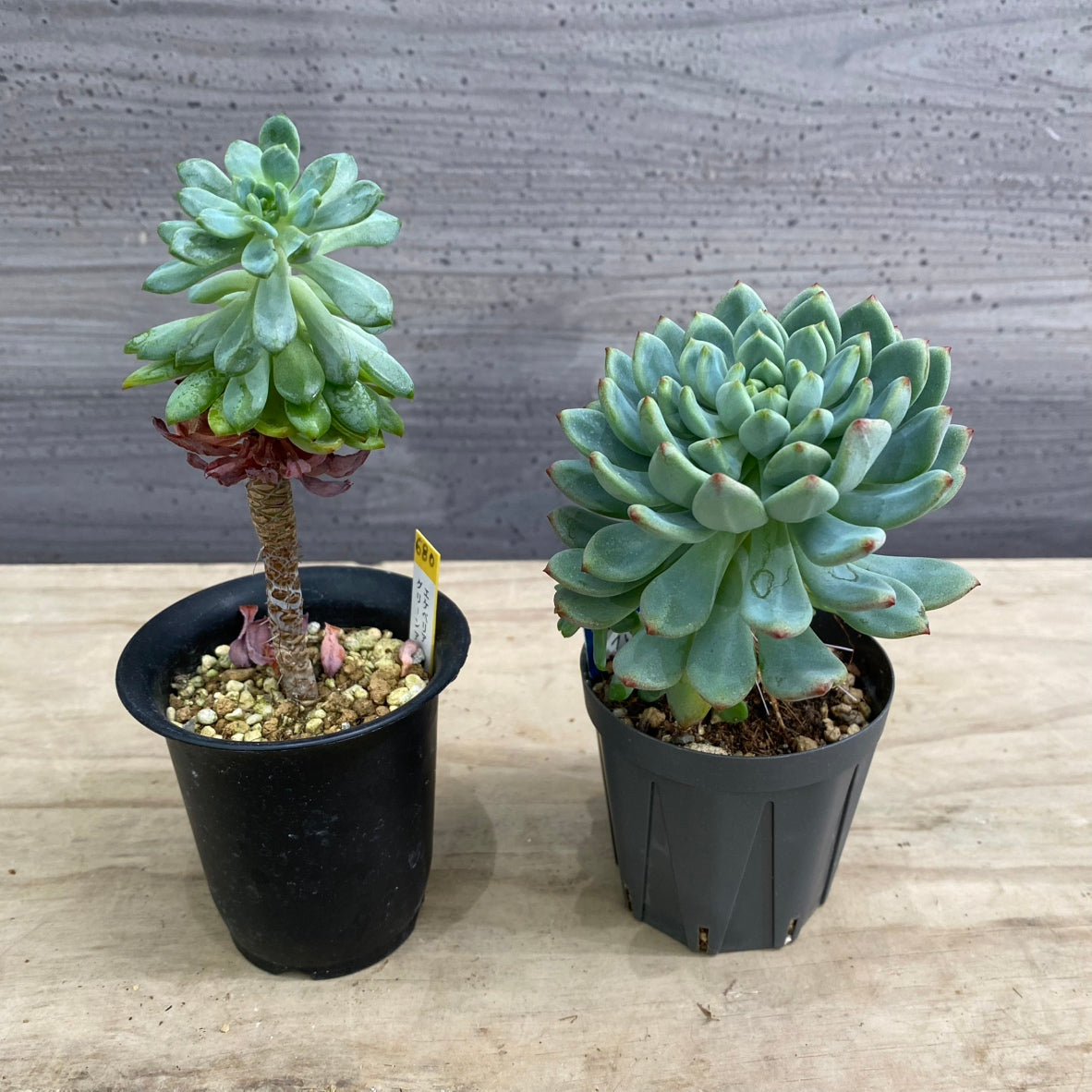 エバーサン365 24W – 植物家族