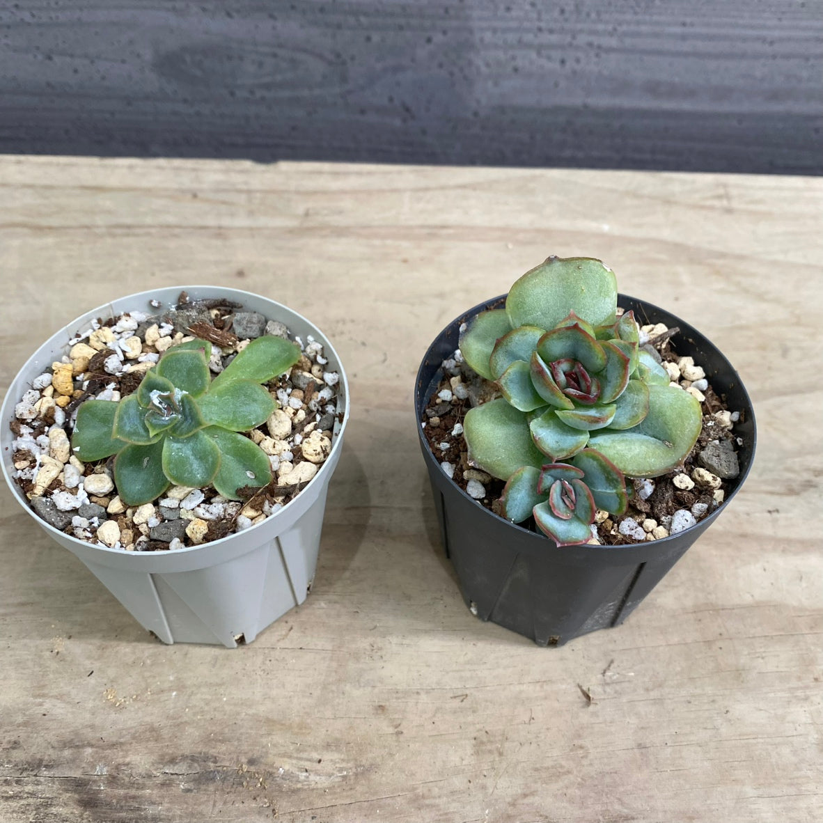 エバーサン365 24W – 植物家族